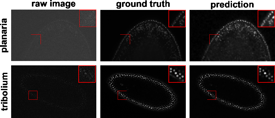 Figure 9: Denoising results of 3D images of nucleus-stained flatworm (planaria) and Tribolium castaneum embryos at a single z-slice each. It can be seen that the predicted images have a greatly reduced SNR. Left: raw images (low SNR), middle: reference images (high SNR), right: predictions. The contrast of grayscale images was adjusted using ImageJ’s autoscale.