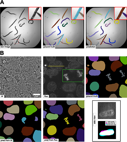 Figure 5: (A) Results 2D instance segmentation of C. elegans. A minor error can be observed in the zoom-in window. (B) Results of 3D nuclear instance segmentation from fluorescent images and brightfield images. The green box in the fluorescent image highlights a mitotic example. The side view panel shows the segmentation of one specific nucleus along the line annotated in the fluorescent image from the side. The contrast of grayscale images were adjusted using ImageJ’s autoscale.