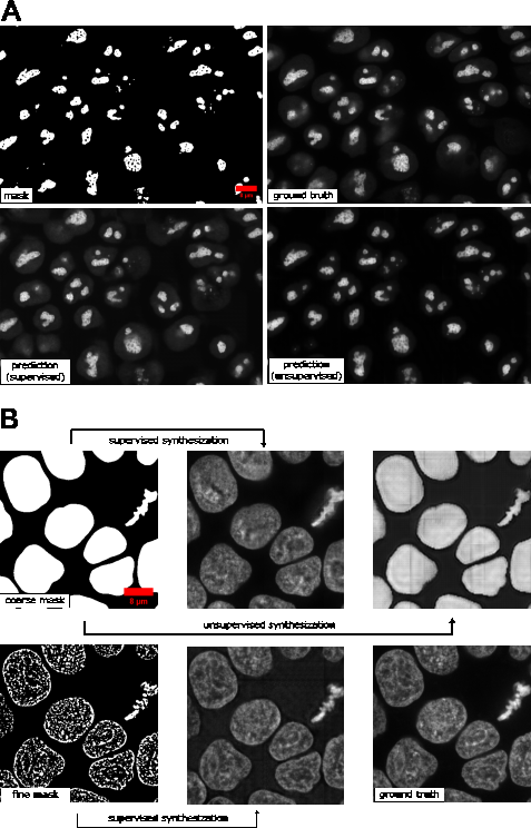 Figure 8: Example results of (A) 2D synthetic fluorescent images of nucleoli (via NPM1) and (B) 3D synthetic fluorescent images of H2B (middle z-slices of a z-stack) with a coarse mask and a fine mask as the input.