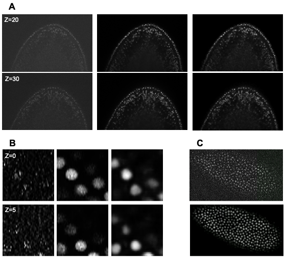 Figure 8: (A) Denoising results of 3D images of nucleus-stained flatworm at two different z-slices. Left: raw images (low SNR), middle: reference images (high SNR), right: predictions. (B) Denoising results of 3D lightsheet images of Tribolium castaneum (fixed samples) at two different z-slices. Left: raw images (low SNR), middle: Reference images (high SNR), right: predictions. (C) Denoising results of 3D lightsheet images of Tribolium castaneum (live samples) without high SNR reference. Top: the raw image, bottom: the prediction.