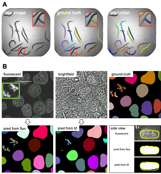 Figure 4: (A) Results 2D instance segmentation of C. elegans. Some minor errors can be observed in the zoom-in window, which could be refined with post-processing. (B) Results of 3D nuclear instance segmentation from fluorescent images and brightfield images. The green box in the fluorescent image highlights a mitotic example. The side view panel shows the segmentation of one specific nucleus along the line annotated in the fluorescent image from the side.