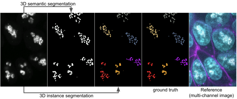 Figure 5: Comparing 3D semantic segmentation and 3D instance segmentation results on confocal microscopy images of fibrillarin (showing a middle Z-slice of a 3D stack). From left to right: raw fibrillarin image, semantic segmentation, instance segmentation, instance ground truth, a reference images with all the channels (DNA dye in cyan, membrane dye in magenta, and fibrillarin in white) to show all the neighering cells.