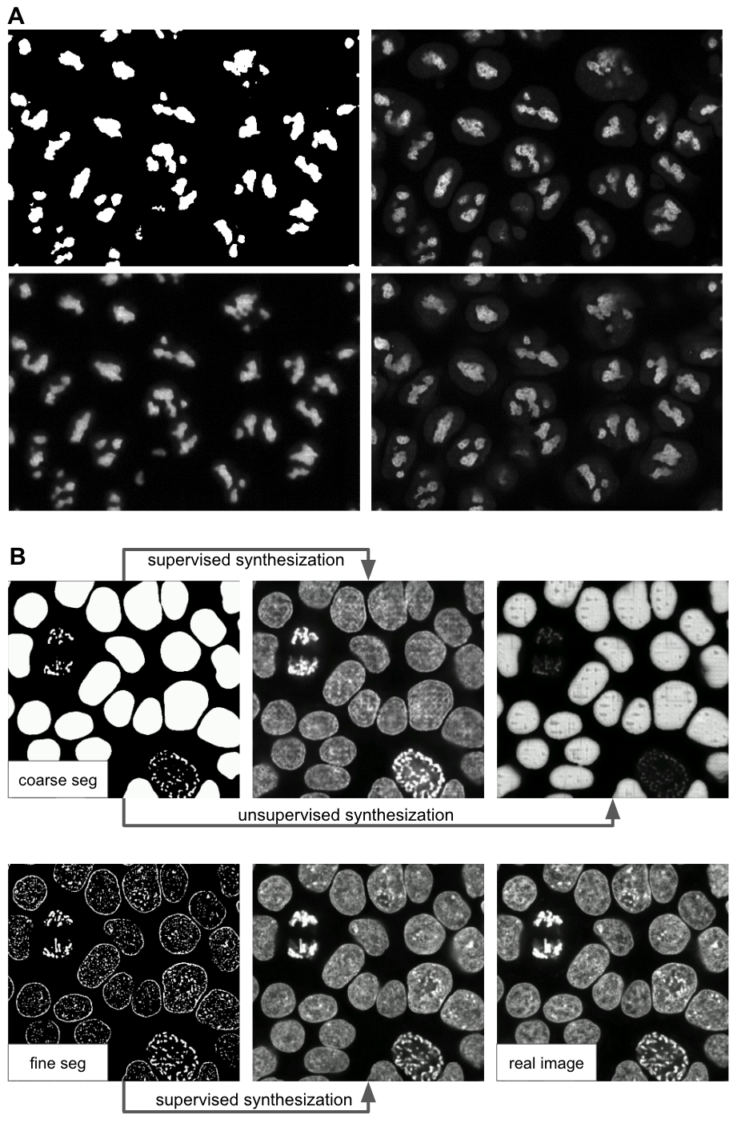 Figure 7: Example results of (A) 2D synthetic fluorescent images of nucleoli (via NPM1) and (B) 3D synthetic fluorescent images of H2B (middle z-slices of a z-stack) with a coarse mask and a fine mask as the input.