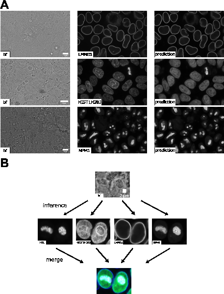 Figure 3: A. Comparison of predictions of different 3D labelfree models and each ground truth. B. Predictions of the different labelfree models using the same brightfield image as input, which provides a deep insight into the nuclear structure. This would not be possible with brightfield imaging alone and is enabled by the application of the labelfree approach. (The contrast of grayscale images was adjusted using ImageJ’s autoscale.)