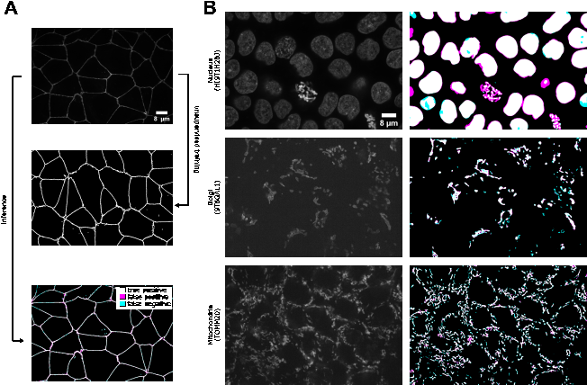 Figure 7: (A) Illustration of the unsupervised learning scheme and results in the 2D tight-junction segmentation problem. (B) Example 3D segmentation results (only showing a middle z-slice) from models obtained by unsupervised learning. The contrast of grayscale images was adjusted using ImageJ’s autoscale.
