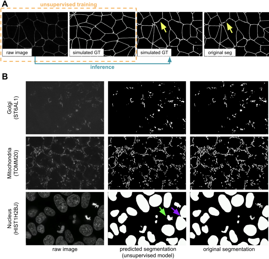 Figure 6: (A) Illustration of the unsupervised learning scheme and results in the 2D tight-junction segmentation problem. The yellow arrows indicate a region where the unsupervised learning method actually predicted better than the original segmentation results by classic image processing methods. (B) Example 3D segmentation results (only showing a middle z-slice) from models obtained by unsupervised learning.