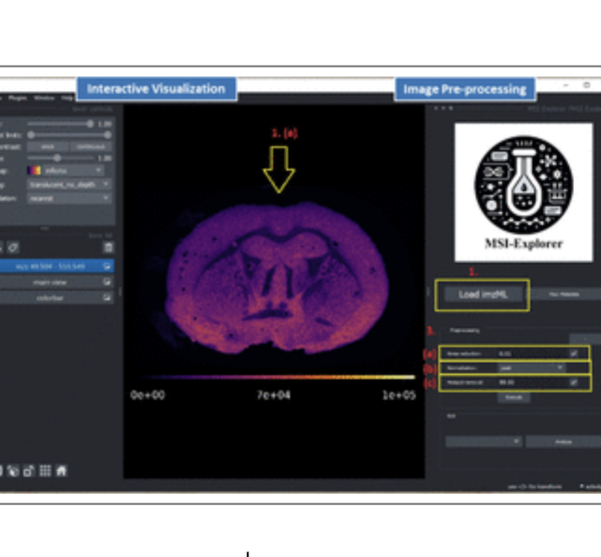 MSI-Explorer: Napari-Powered Tool for Mass Spectrometry Imaging Data Analysis